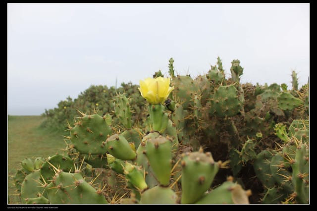《遊記—澎湖》菊島行DAY-2【白沙&西嶼】