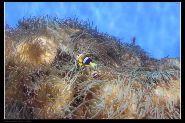 《遊記—澎湖》菊島行DAY-2【澎湖水族館】