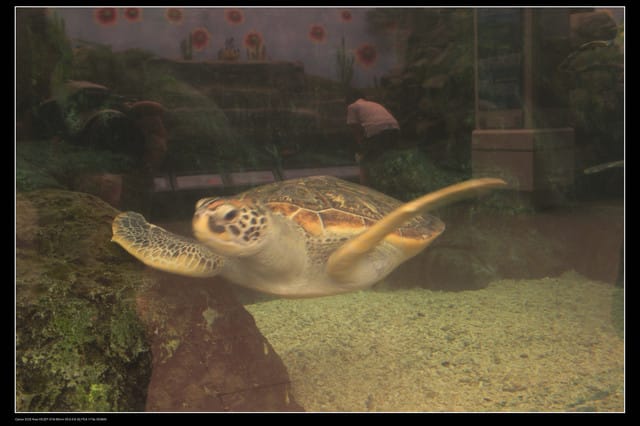 《遊記—澎湖》菊島行DAY-2【澎湖水族館】