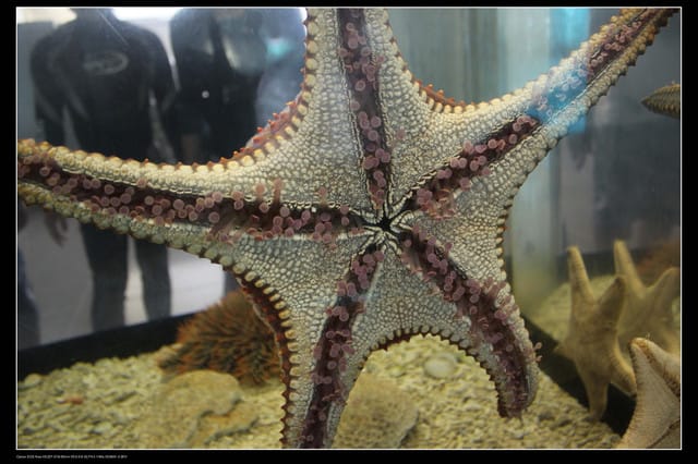 《遊記—澎湖》菊島行DAY-2【澎湖水族館】