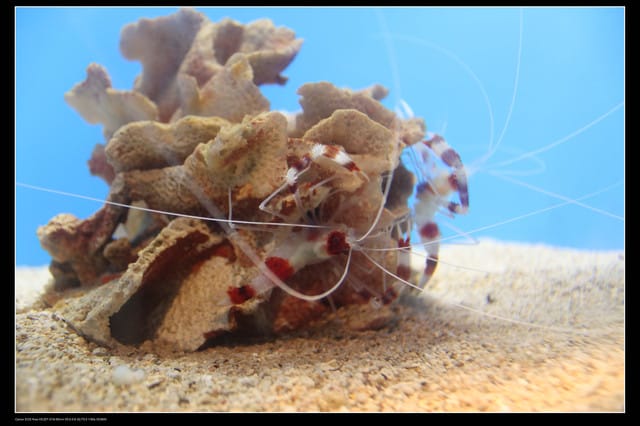 《遊記—澎湖》菊島行DAY-2【澎湖水族館】
