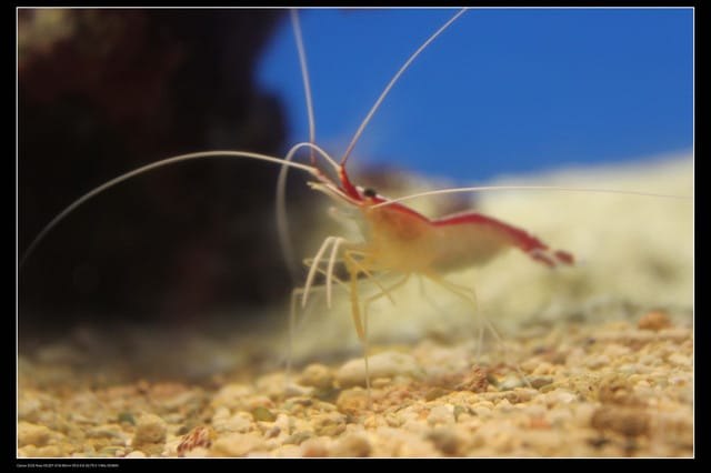 《遊記—澎湖》菊島行DAY-2【澎湖水族館】