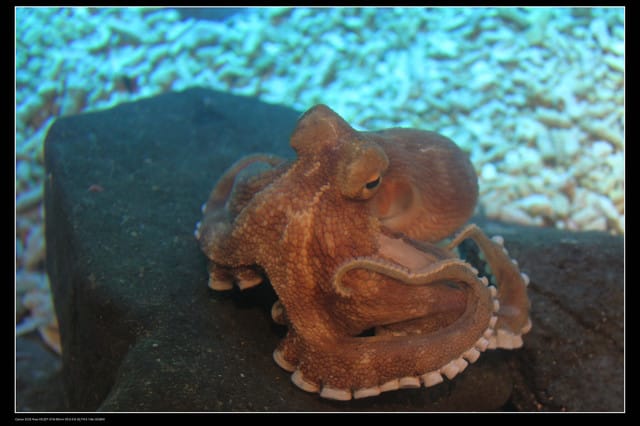 《遊記—澎湖》菊島行DAY-2【澎湖水族館】