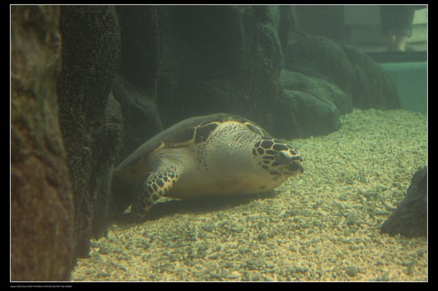 《遊記—澎湖》菊島行DAY-2【澎湖水族館】