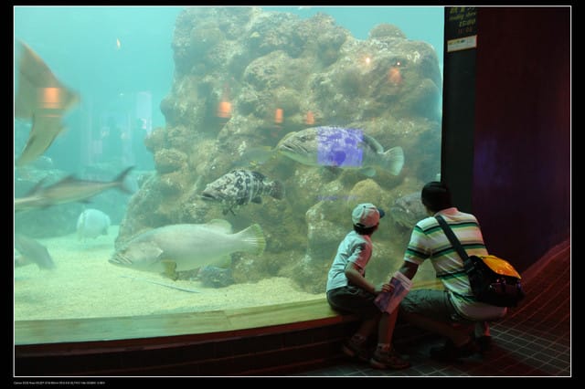 《遊記—澎湖》菊島行DAY-2【澎湖水族館】