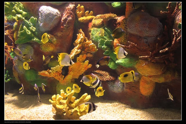 《遊記—澎湖》菊島行DAY-2【澎湖水族館】