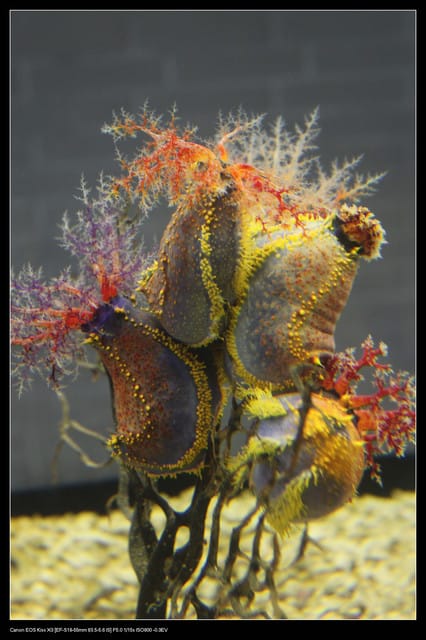 《遊記—澎湖》菊島行DAY-2【澎湖水族館】