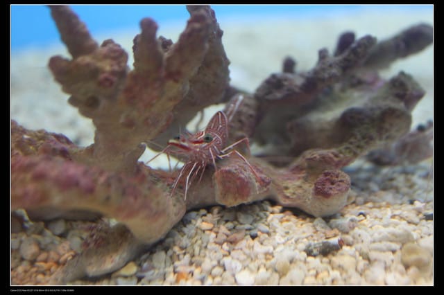 《遊記—澎湖》菊島行DAY-2【澎湖水族館】