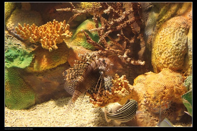 《遊記—澎湖》菊島行DAY-2【澎湖水族館】