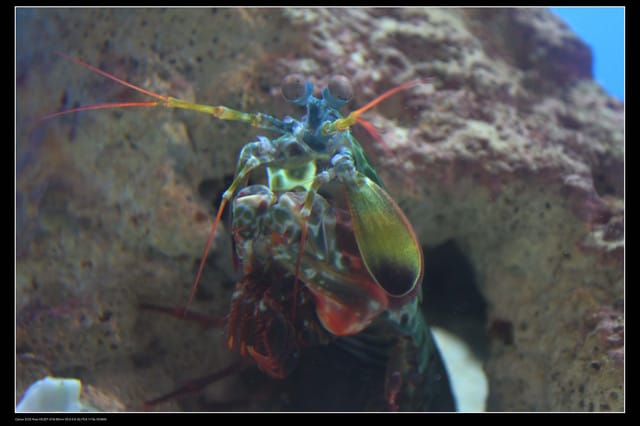 《遊記—澎湖》菊島行DAY-2【澎湖水族館】