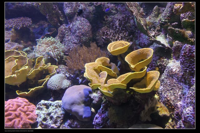 《遊記—澎湖》菊島行DAY-2【澎湖水族館】