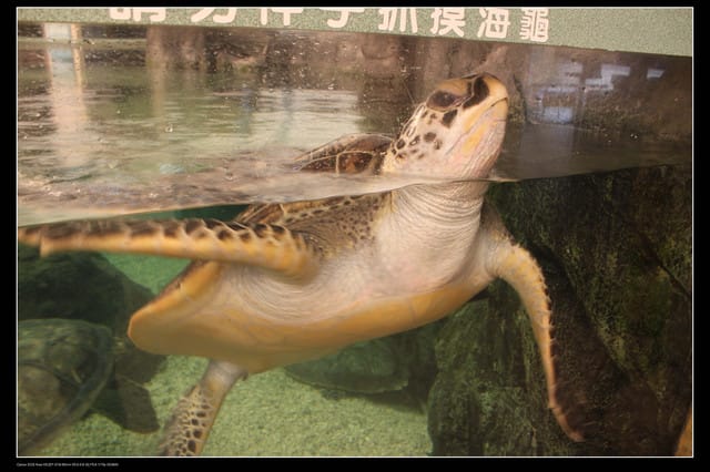 《遊記—澎湖》菊島行DAY-2【澎湖水族館】