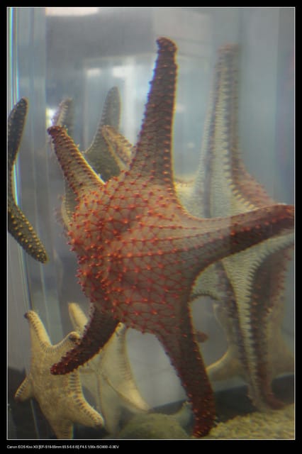 《遊記—澎湖》菊島行DAY-2【澎湖水族館】