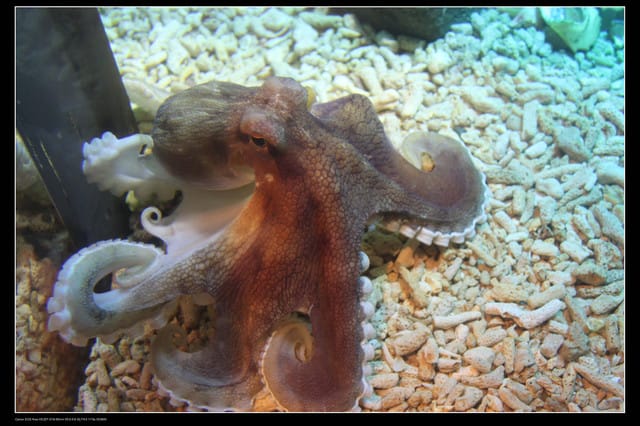 《遊記—澎湖》菊島行DAY-2【澎湖水族館】