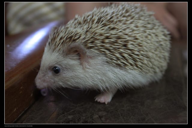 《遊記—澎湖》菊島行DAY-3【馬公市區】