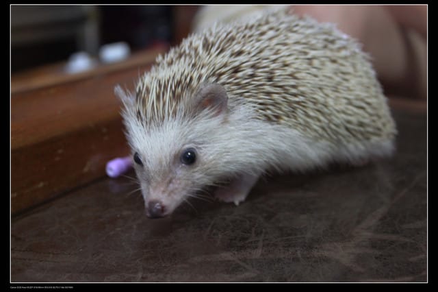 《遊記—澎湖》菊島行DAY-3【馬公市區】