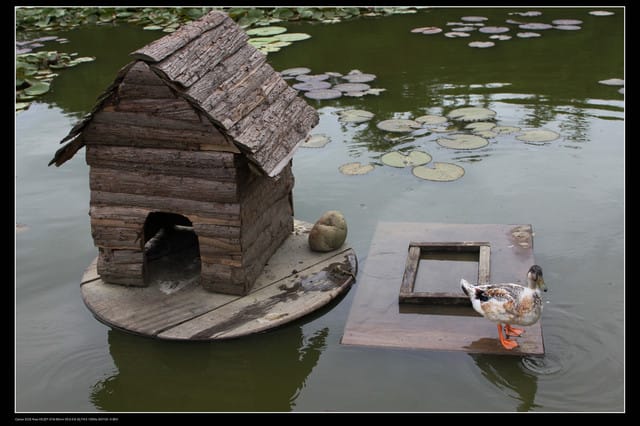 《遊記—觀音》2010桃園蓮花季～蓮荷園、吳厝楊家莊休閒農場