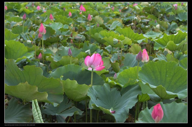 《遊記—觀音》2010桃園蓮花季～蓮荷園、吳厝楊家莊休閒農場