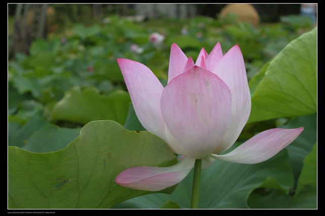《遊記—觀音》2010桃園蓮花季～蓮荷園、吳厝楊家莊休閒農場