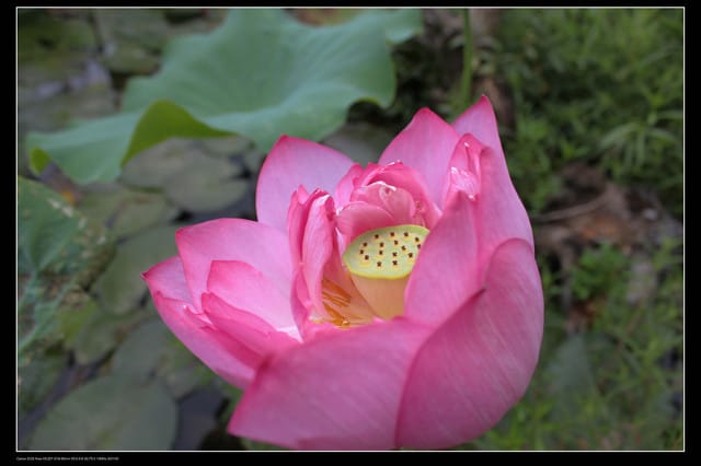 《遊記—觀音》2010桃園蓮花季～蓮荷園、吳厝楊家莊休閒農場