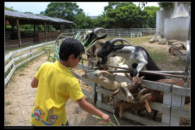 《遊記—觀音》2010桃園蓮花季～蓮荷園、吳厝楊家莊休閒農場