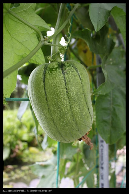 《遊記—觀音》2010桃園蓮花季～蓮荷園、吳厝楊家莊休閒農場