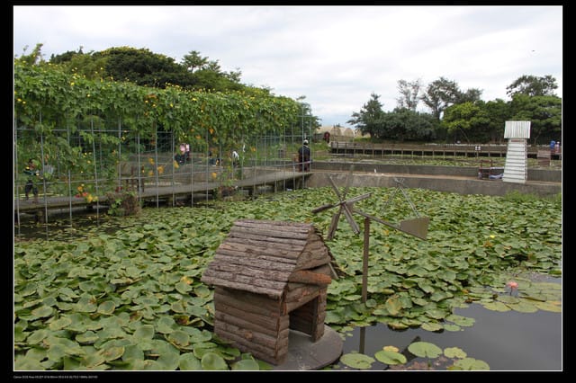 《遊記—觀音》2010桃園蓮花季～蓮荷園、吳厝楊家莊休閒農場