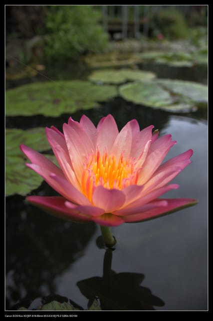 《遊記—觀音》2010桃園蓮花季～蓮荷園、吳厝楊家莊休閒農場