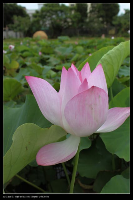 《遊記—觀音》2010桃園蓮花季～蓮荷園、吳厝楊家莊休閒農場