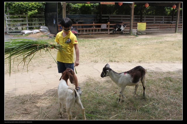 《遊記—觀音》2010桃園蓮花季～蓮荷園、吳厝楊家莊休閒農場