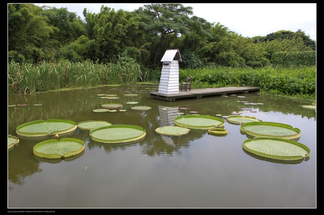 《遊記—觀音》2010桃園蓮花季～蓮荷園、吳厝楊家莊休閒農場