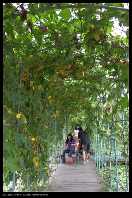 《遊記—觀音》2010桃園蓮花季～蓮荷園、吳厝楊家莊休閒農場