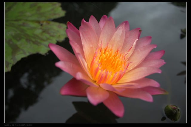 《遊記—觀音》2010桃園蓮花季～蓮荷園、吳厝楊家莊休閒農場