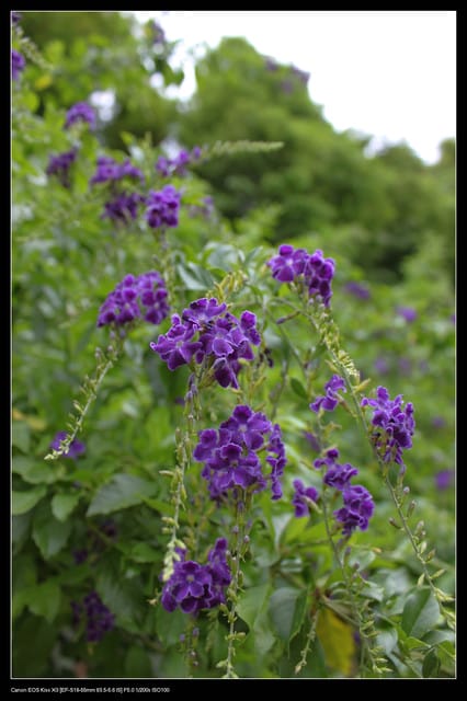 《遊記—觀音》2010桃園蓮花季～蓮荷園、吳厝楊家莊休閒農場