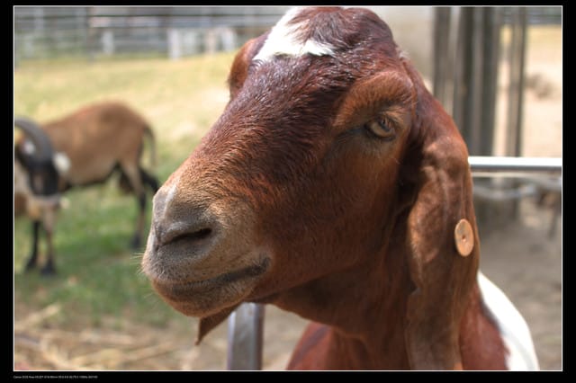 《遊記—觀音》2010桃園蓮花季～蓮荷園、吳厝楊家莊休閒農場