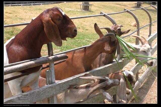 《遊記—觀音》2010桃園蓮花季～蓮荷園、吳厝楊家莊休閒農場