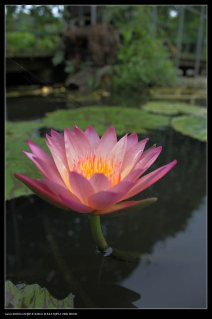 《遊記—觀音》2010桃園蓮花季～蓮荷園、吳厝楊家莊休閒農場