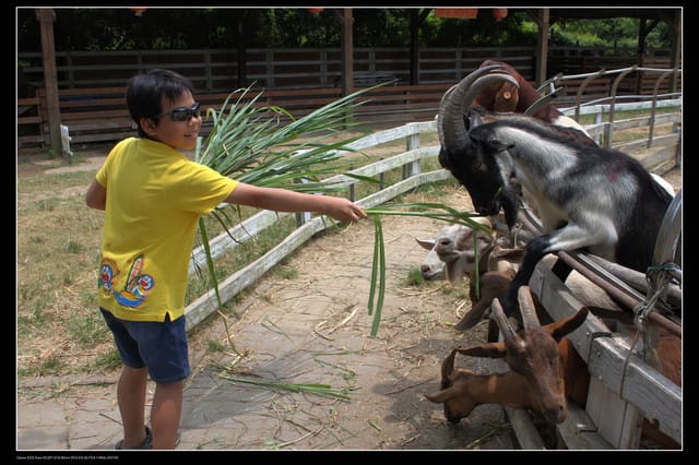《遊記—觀音》2010桃園蓮花季～蓮荷園、吳厝楊家莊休閒農場