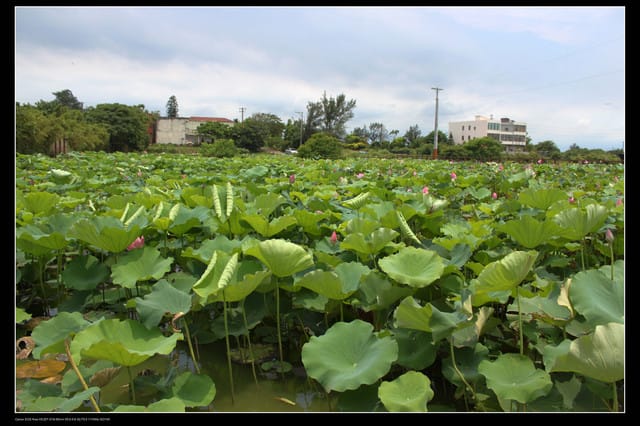 《遊記—觀音》2010桃園蓮花季～蓮荷園、吳厝楊家莊休閒農場