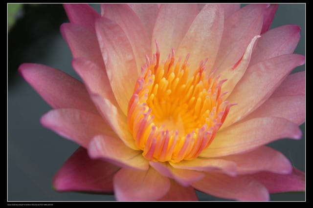 《遊記—觀音》2010桃園蓮花季～蓮荷園、吳厝楊家莊休閒農場