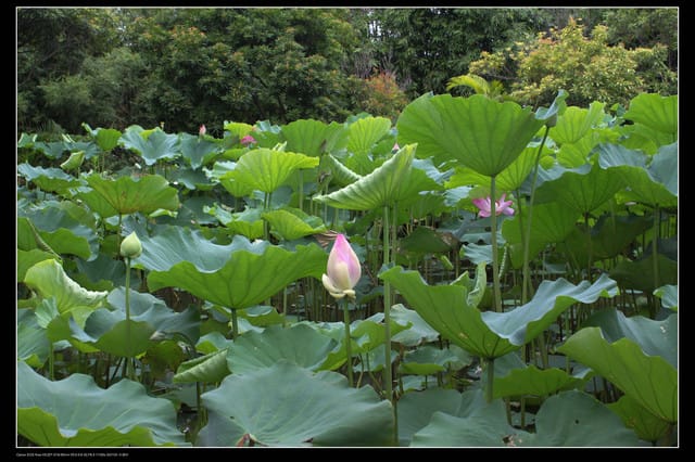 《遊記—觀音》2010桃園蓮花季～蓮荷園、吳厝楊家莊休閒農場