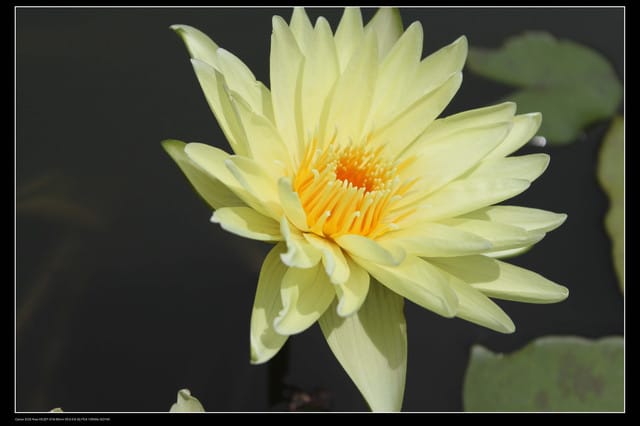 《遊記—觀音》2010桃園蓮花季～蓮荷園、吳厝楊家莊休閒農場