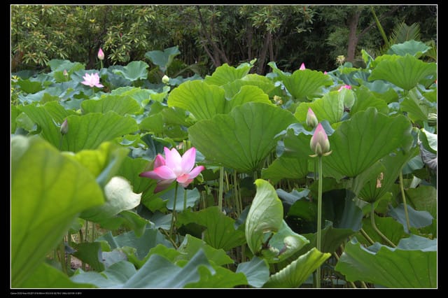《遊記—觀音》2010桃園蓮花季～蓮荷園、吳厝楊家莊休閒農場