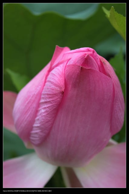 《遊記—觀音》2010桃園蓮花季～蓮荷園、吳厝楊家莊休閒農場