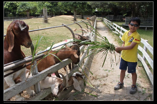 《遊記—觀音》2010桃園蓮花季～蓮荷園、吳厝楊家莊休閒農場