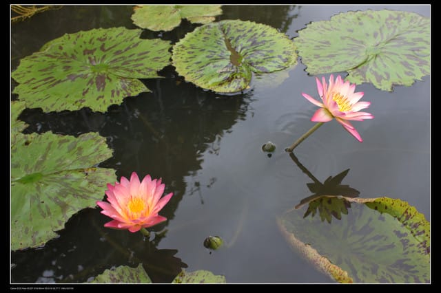 《遊記—觀音》2010桃園蓮花季～蓮荷園、吳厝楊家莊休閒農場