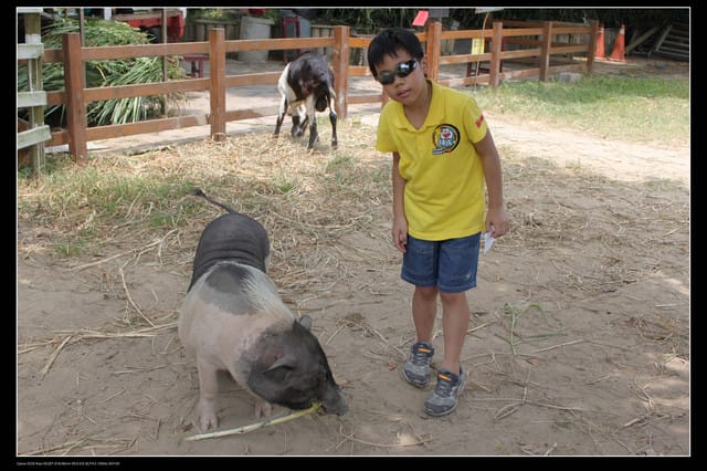 《遊記—觀音》2010桃園蓮花季～蓮荷園、吳厝楊家莊休閒農場