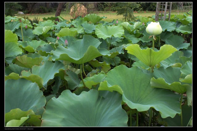 《遊記—觀音》2010桃園蓮花季～蓮荷園、吳厝楊家莊休閒農場