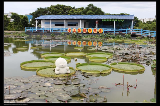 《遊記—觀音》2010桃園蓮花季～蓮荷園、吳厝楊家莊休閒農場