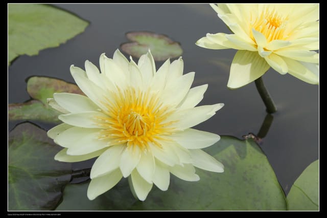 《遊記—觀音》2010桃園蓮花季～蓮荷園、吳厝楊家莊休閒農場